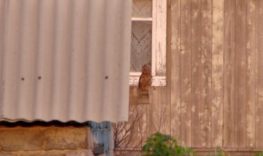 Совиное  семейство на даче