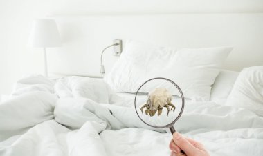 В каких матрасах чаще заводятся пылевые клещи, а в каких – реже