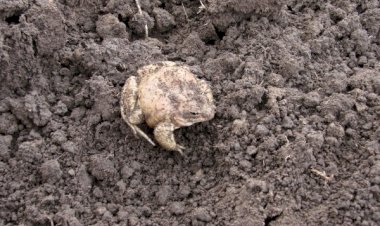 Вот и лягушки начинают оттаивать