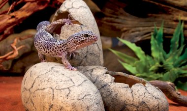 Как организовать террариум для геккона, чтобы он был счастлив
