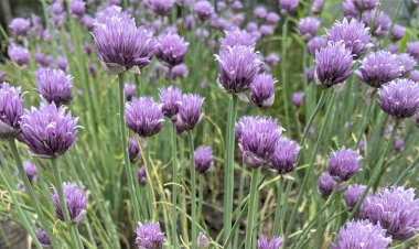 Скоро на всех грядках страны! Шнитт-лук это рай для бабочек и первая витаминная зелень