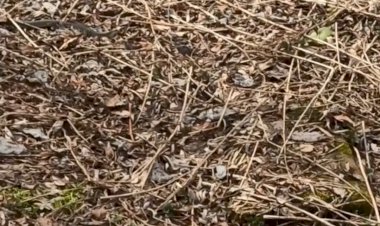 Вот так встреча...А ведь это может случиться с каждым