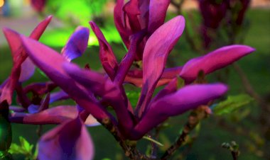 Весна. Сочи. Листопадные магнолии