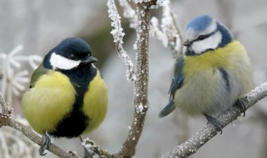 Две подружки