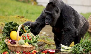 Старушка-горилла и протестующий Дарт Вейдер: лучшие фотографии четверга