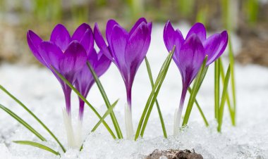 Первые подснежники