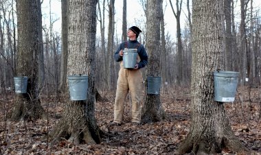 Из каких деревьев можно собирать сок весной?