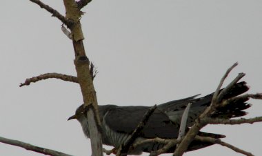 Накукуй кукушка мне