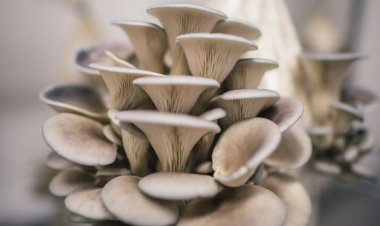 Вешенки и все о них