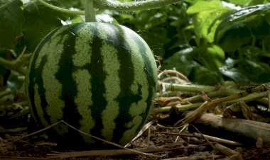 Как вырастить арбузы на севере в теплице