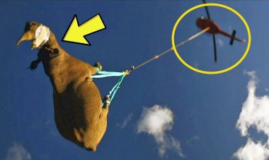 Зачем носорогов подвешивают вниз головой и катают на вертолете по всей Африке?