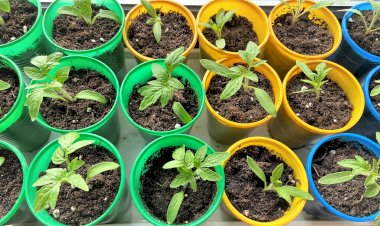 Пикируем томаты. Как не запутаться в сортах