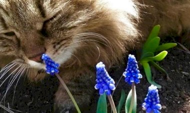 Пришла утром. Почему кошки любят гулять в тёмное время суток