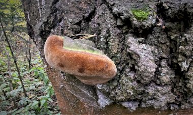 Знакомьтесь -  трутовик гартига, он же - пихтовый трутовик.