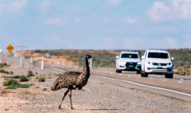Полиция штата Теннесси устроила погоню за сбежавшим страусом эму по кличке МиМу