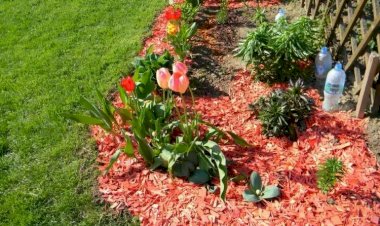 Как прополоть между цветами, не уничтажая их: 4 домашних рецепта