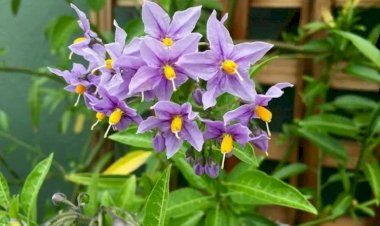 Когда сажать вьющийся ложный жасмин: все о посадке и уходе