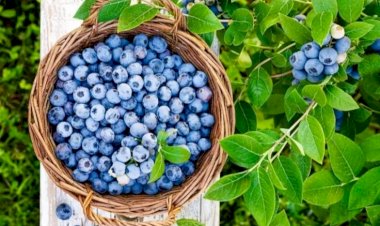 Как правильно выращивать чернику? Ознакомьтесь с лучшими шагами по уходу