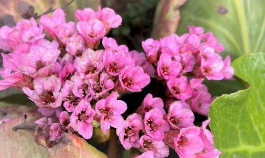 Бадан толстолистный - один из самых ранних цветов. Монгольский чай