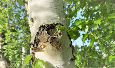 Берёзы на участке. 3 + 1 варианта использования опавшей листвы