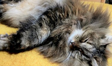 Нежнятина, или почему кошки любят, когда им чешут шейку