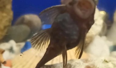 Сомики Анциструс размножение