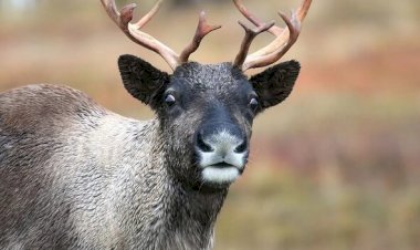 Как не чувствовать себя ИМ?!