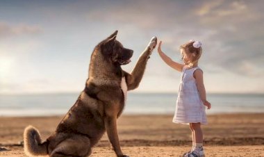 Так ли страшен пёс, как его малюют?