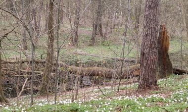 17 мгновений весны