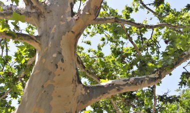 Платан - дерево произвело чрезвычайное впечатление