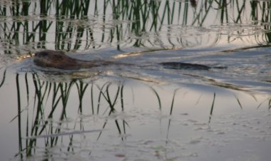 Ондатры - крысы, живущие в воде