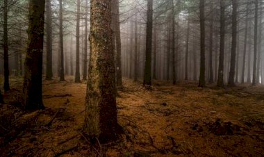 Рассказ про гиблый лес и его страшные проделки