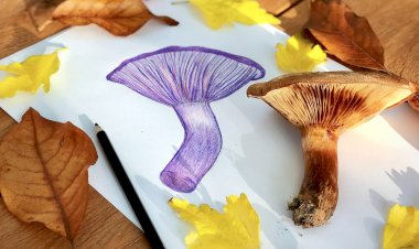 Как научиться рисовать? 10 советов, которые "лежат на поверхности";)