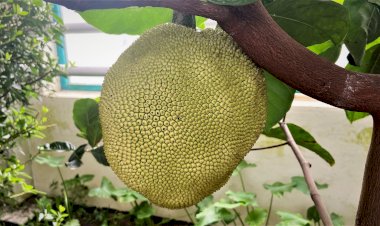 Достопримечательности Кузбасса. Экскурсия в ботанический сад. Часть I Джекфрут