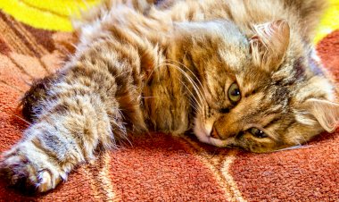 Апрель? Не, не слышала... Кошки любят негу и тепло