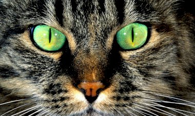 Как животные видят наш мир. Различие зрительного восприятия у людей и животных