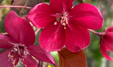 Яблоня Роялти. Краткий обзор для тех, кто до сих пор сомневается, стоит ли поселить в саду эту красотку