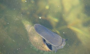 Жизнь водоёма