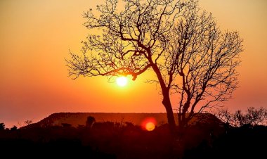 Экзотические фрукты Мадагаскара в в военно-историческом романе "Цусима"