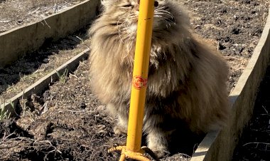 Ручной культиватор для удаления сорняков. Достаточно один раз увидеть его в действии