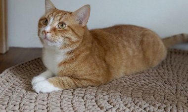 Вяжем своими руками, уютный коврик для питомцев