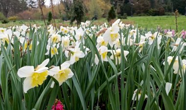 Ботанический сад, как отдельный вид искусства