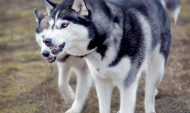 Кому праздники, а кому стихийное бедствие