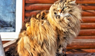 Кошки не любят ветер