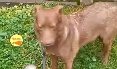 Такой боязливый пес встретился на моем пути