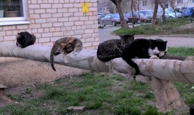 Коты на теплотрассе: коллективизм в действии