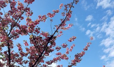 Экскурсии по Сочи с ботаническим уклоном