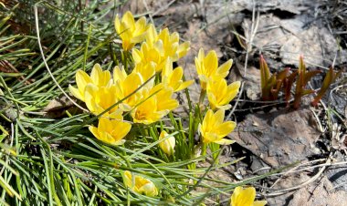 Самые первые весенние цветы. Крокус