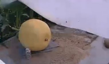 Вот как выросла тыква за 20 дней!