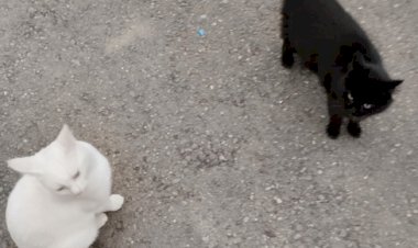 Немного кошачьей философии